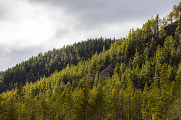 Sun shining on trees