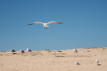 In summer, bright white Ukrainian gulls fly on the seashore.