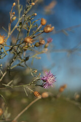 Creeping dry thistle, also known as Canadian thistle and field thistle, is a perennial species of flowering plant in the Asteraceae family. Fluffy prickly thistle.