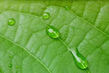 Green leaf with water drop. Nature horizontal background.