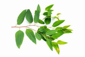 Eucalyptus leaves on white background.