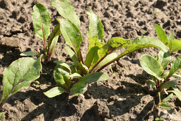 Green shoots in the red beet garden.