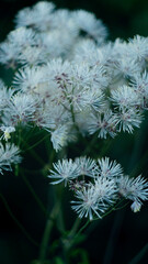 Rutewka orlikolistna (Thalictrum aquilegiifolium L.)