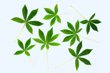 Cassava leaves on white background.