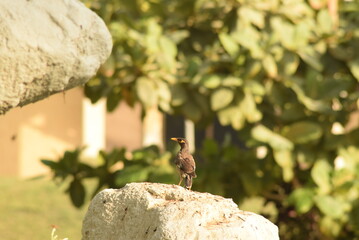 squirrel on the rocks