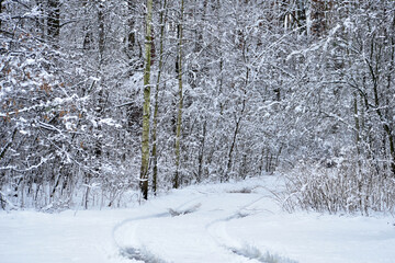 Winter. Forest and road covered with snow.