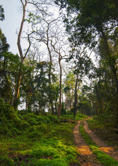 Fototapeta na wymiar Road surrounded by trees in National Park, India