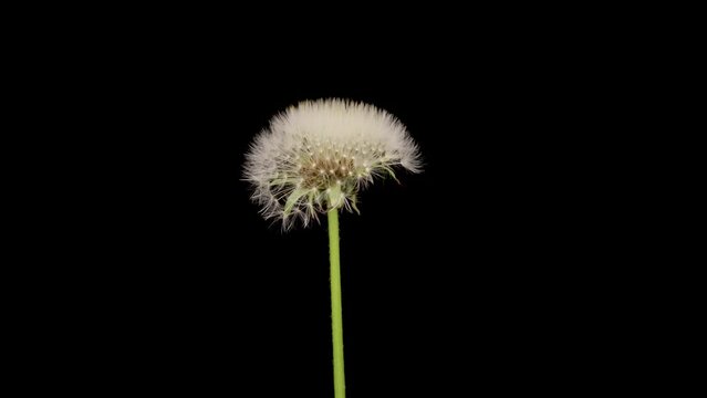 Time lapse of dandelion opening against a black background.