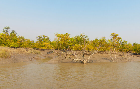 Mangroves in the Ganges river Delta, India.