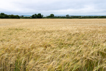 Wheat field in the summer. Background of ripening ears of wheat field. 