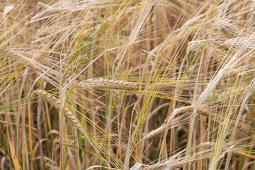 Wheat field. Ears of golden wheat close up. 