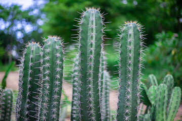 Cacti with spikes are born in nature.