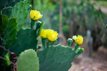 cactus with flower