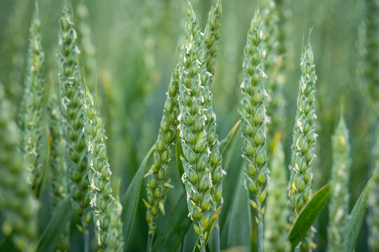 Close-up of flowering wheat ears on field