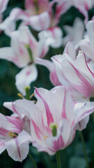 Tulipan (Tulipa L.) Różowy