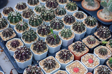 Cactus in a pot on a green background. Small cactus in a clay pot. Indoor garden. On the balcony fence. Ideas for planting plants in your home or office in a small space.