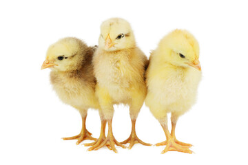 Three white yellow chickens on a white background.
