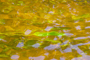 Leaves of aquatic plants under the surface of the water