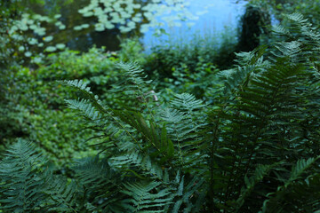 Beautiful fern leaf texture in nature. Natural ferns background Fern leaves Close up ferns nature. Fern plants in forest Background of the ferns Nature concept. Green ferns nature.