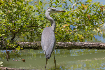 初夏の日差しを浴びる若いアオサギ