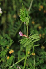 canavalia rosea pink flower macro