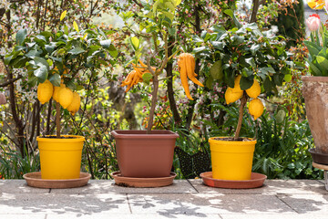 Citrus plants lemons and Buddha's hand grow in flower pots in the garden