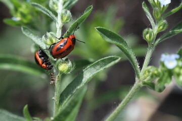 ladybug on a leaf