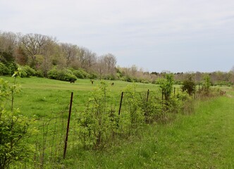 Fototapeta premium The horses in the country field on a cloudy day.