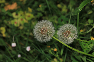 dandelion seeds are thrown in the wind