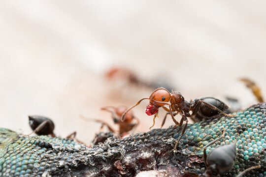 Close up of a group of ants eating a dead lizard