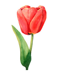 Red watercolor tulip with green leaf. Isolated spring flower illustration. Colorful decoration for design bouquet and seasonal garden. Painting of blossom for pattern or background. Rustic element