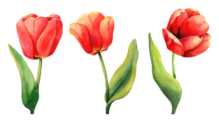 Red watercolor tulips collection for wedding invitation. Holiday spring flowers with green leaves isolated. Realistic painting illustration of blossom plants on white background for print or poster.
