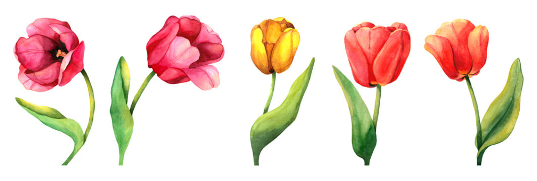 Watercolor set of colorful tulip with green leaves. Red, pink and yellow spring flowers illustration isolated on white backdrop. Realistic painting floral elements for design border, pattern or frame.