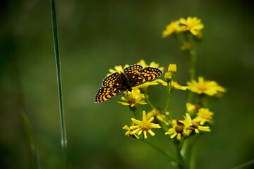 Extreme close-up of a beautiful butterfly Melitaea is a genus of Lepidoptera (butterflies) perched on yellow flowers