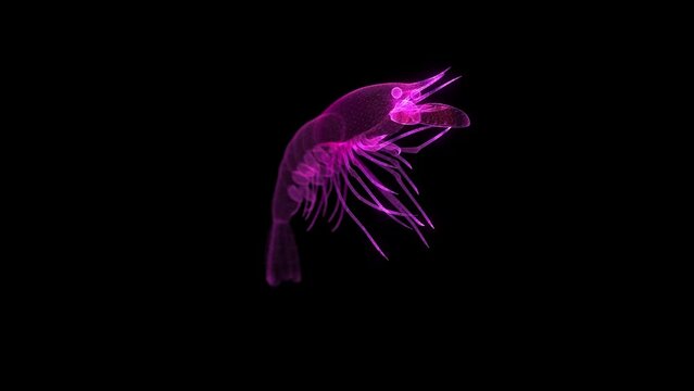 Shrimp, by animation lines on black background. Glow particles formation of 3d model shrimp.