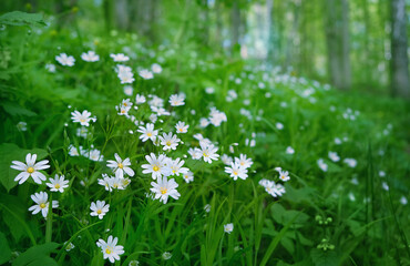 white flowers on green natural abstract background. Gentle floral artistic scene. beautiful wild flowers of Stellaria holostea. spring or summer blossoming season