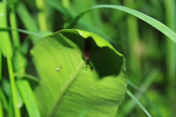 natural mollusca insect macro photo