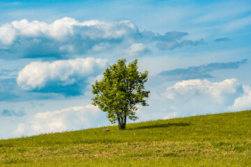 Fototapeta na wymiar Young tree growing alone on the hill