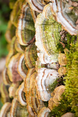 Bracket fungi close up growing on dead wood in the forest