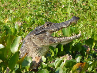 Close do jacaré-do-pantanal
