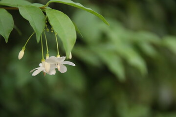 White flowers of Wild Water Plum are blooming on bush and blur leaves background. Wondrous Wrightia flowers have fragrance in the morning, Thailand.