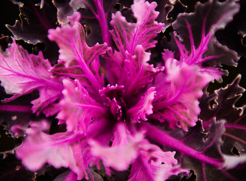 close up of purple Cabbage growing