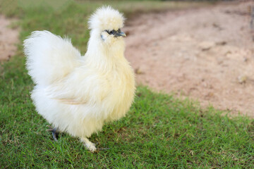 The Silkie hen is live in grass garden