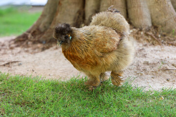 The Silkie hen is live in grass garden