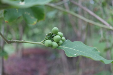 Green fruits of Pea Eggplant, or Turkey Berry and leaf are on branch.