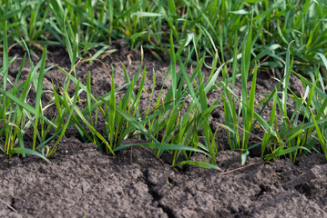 Cracked earth soil as a texture background. Top view.