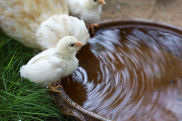 The baby Silkie is eatting water