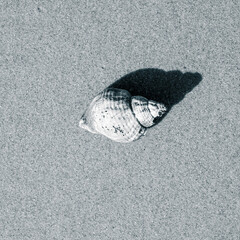 shell on the beach