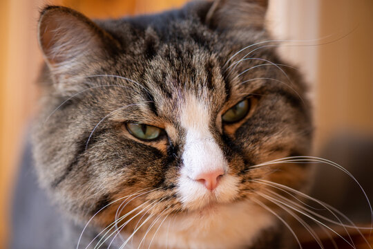 A domestic cat looks at its owner suspiciously close-up portrait