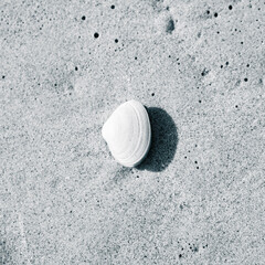 shells on sand